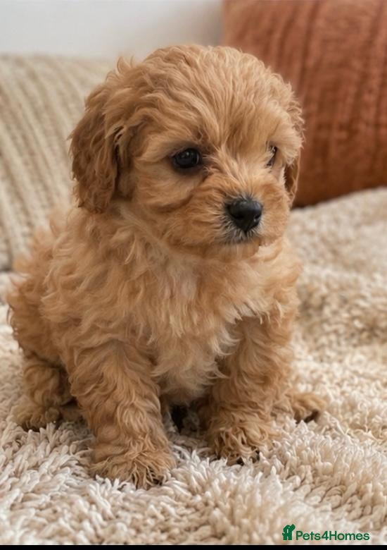 Cavapoo dogs Toy cavapoos  - Advert 1