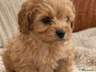 Cavapoo dogs Toy cavapoos - Advert 1