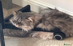 Persian cats for sale: Persian male  - Image 16