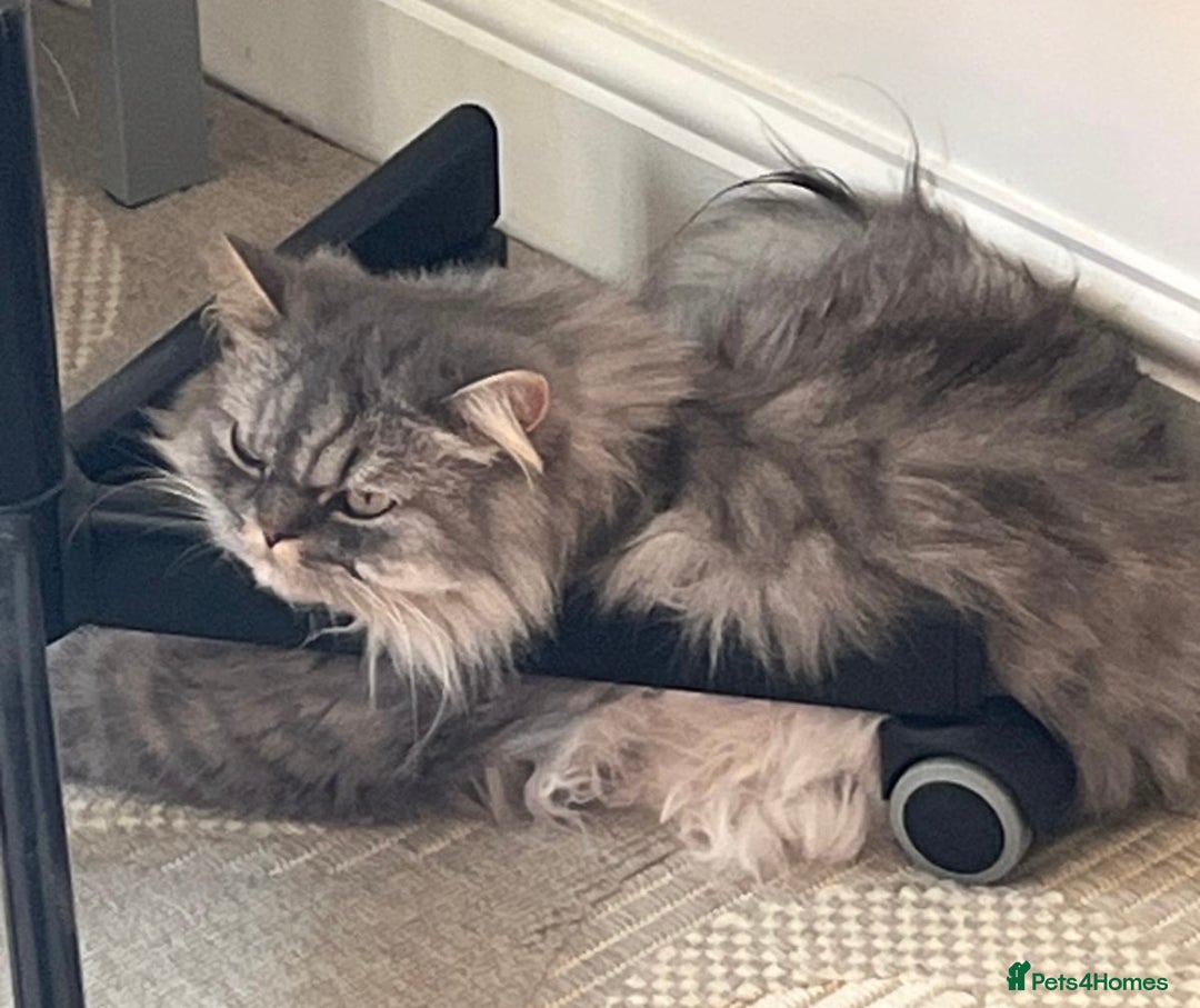 Persian cats for sale: Persian male  - Image 16