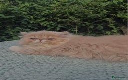 Exotic cats for sale: 💙Show Quality Longhair Boy- READY NOW 💙 - Image 1