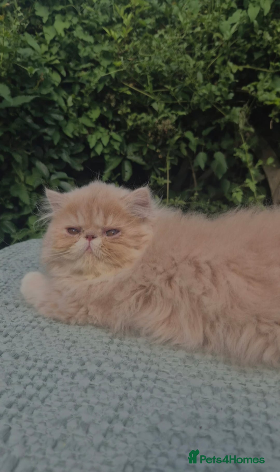 Exotic cats for sale: 💙Show Quality Longhair Boy- READY NOW 💙 - Image 1