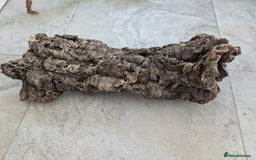 Corn Snake reptiles for sale: Male Corn Snake 2 Years - Image 14