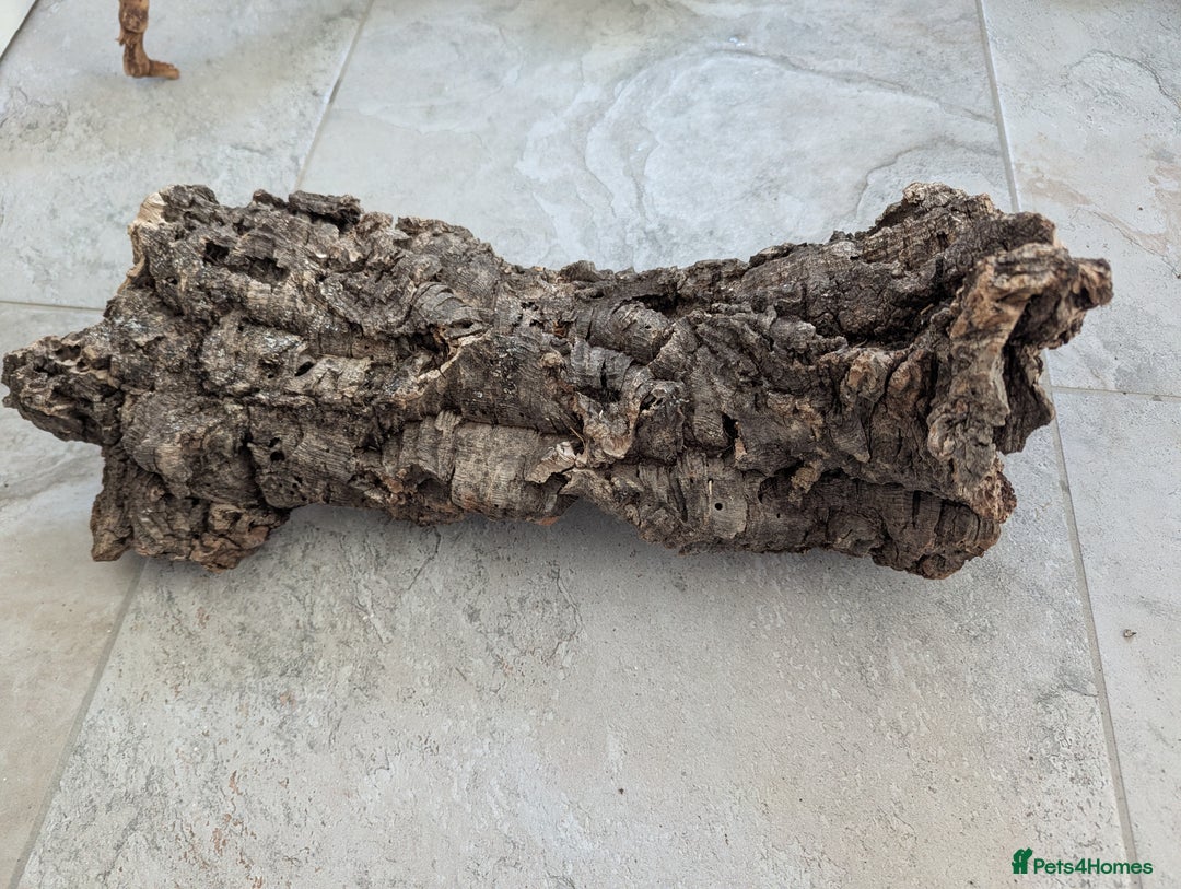 Corn Snake reptiles for sale: Male Corn Snake 2 Years - Image 14