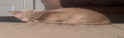Siamese cats for sale: Adorable GCCF reg Siamese and Oriental kittens - Advert 11