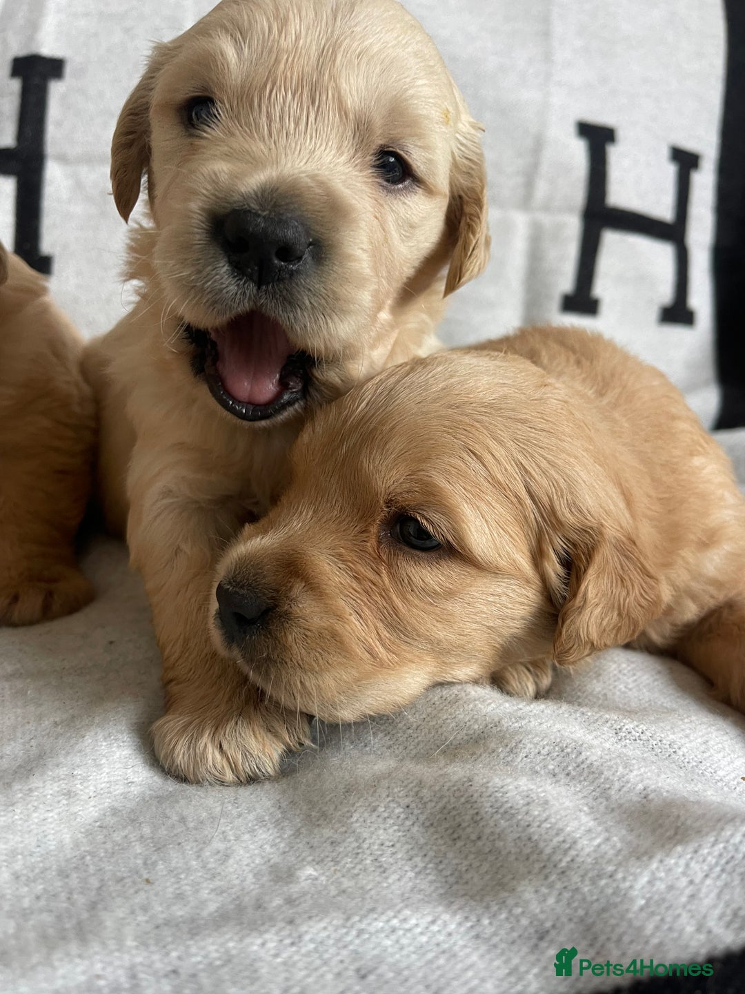 Golden Retriever dogs for sale: BEAUTIFUL DNA TESTED RETRIEVERS - Advert 3