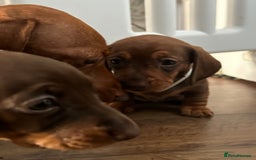 Miniature Dachshund dogs for sale: Miniature dachshund puppies - Image 11