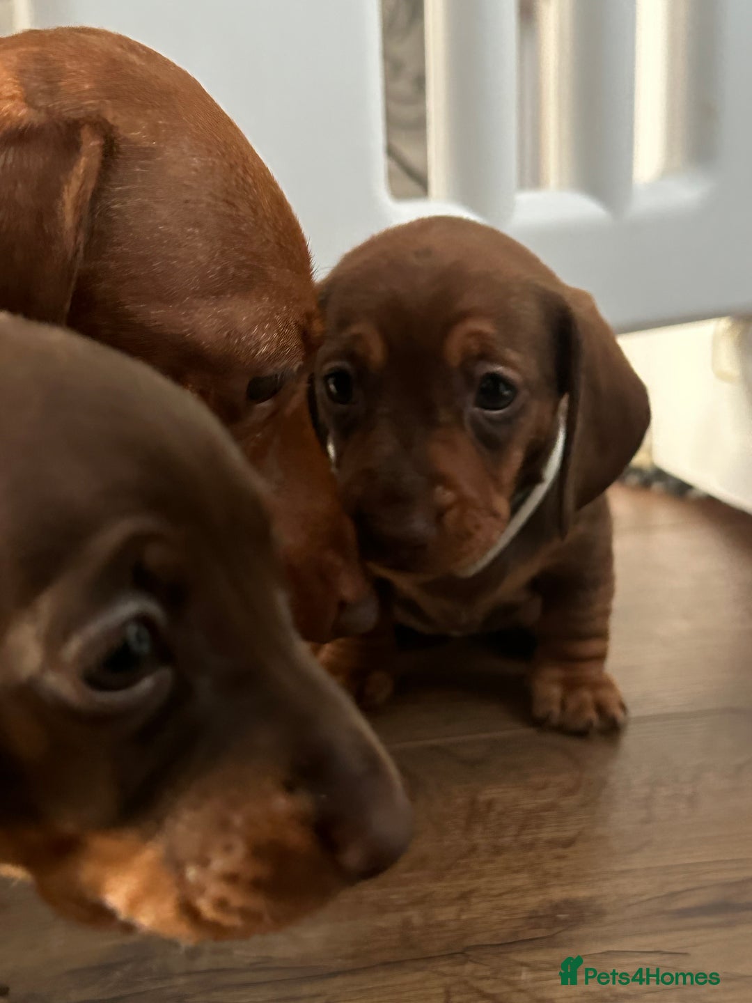 Miniature Dachshund dogs for sale: Miniature dachshund puppies - Image 11