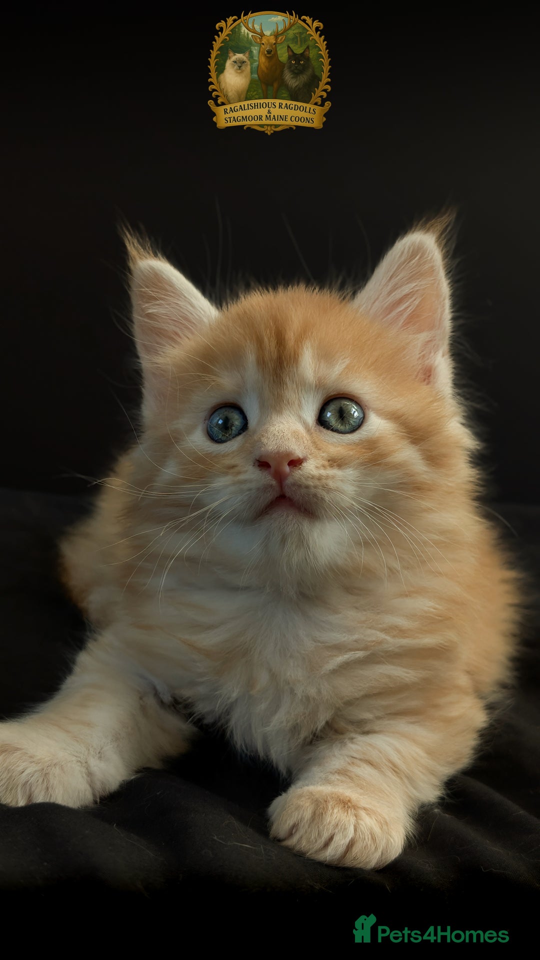 Maine Coon cats for stud: Championship European line Black Silver Tabby Stud - Advert 7