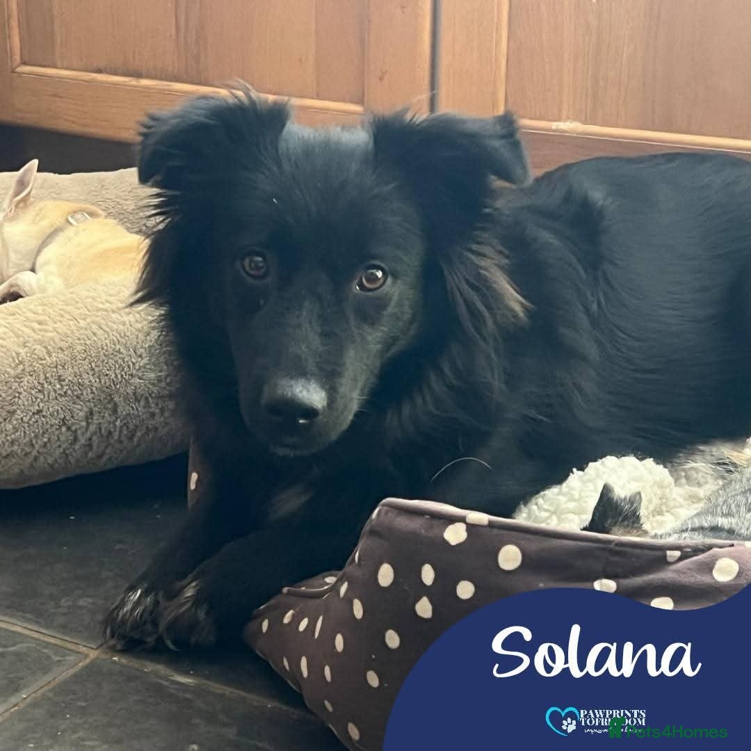 Mixed Breed dogs for adoption: Meet Solana, currently residing in Suffolk - Advert 1