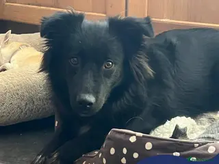 Mixed Breed dogs Meet Solana, currently residing in Suffolk - Advert 8