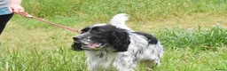 English Setter dogs for adoption: Hodor in Brampton - Advert 7