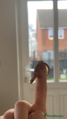 Gecko reptiles - Advert 16