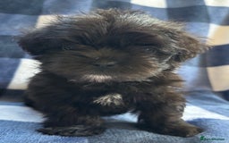 Maltipoo dogs for sale: Stunning Maltipoo Puppies ⭐️ DNA Tested ⭐️ - Image 16
