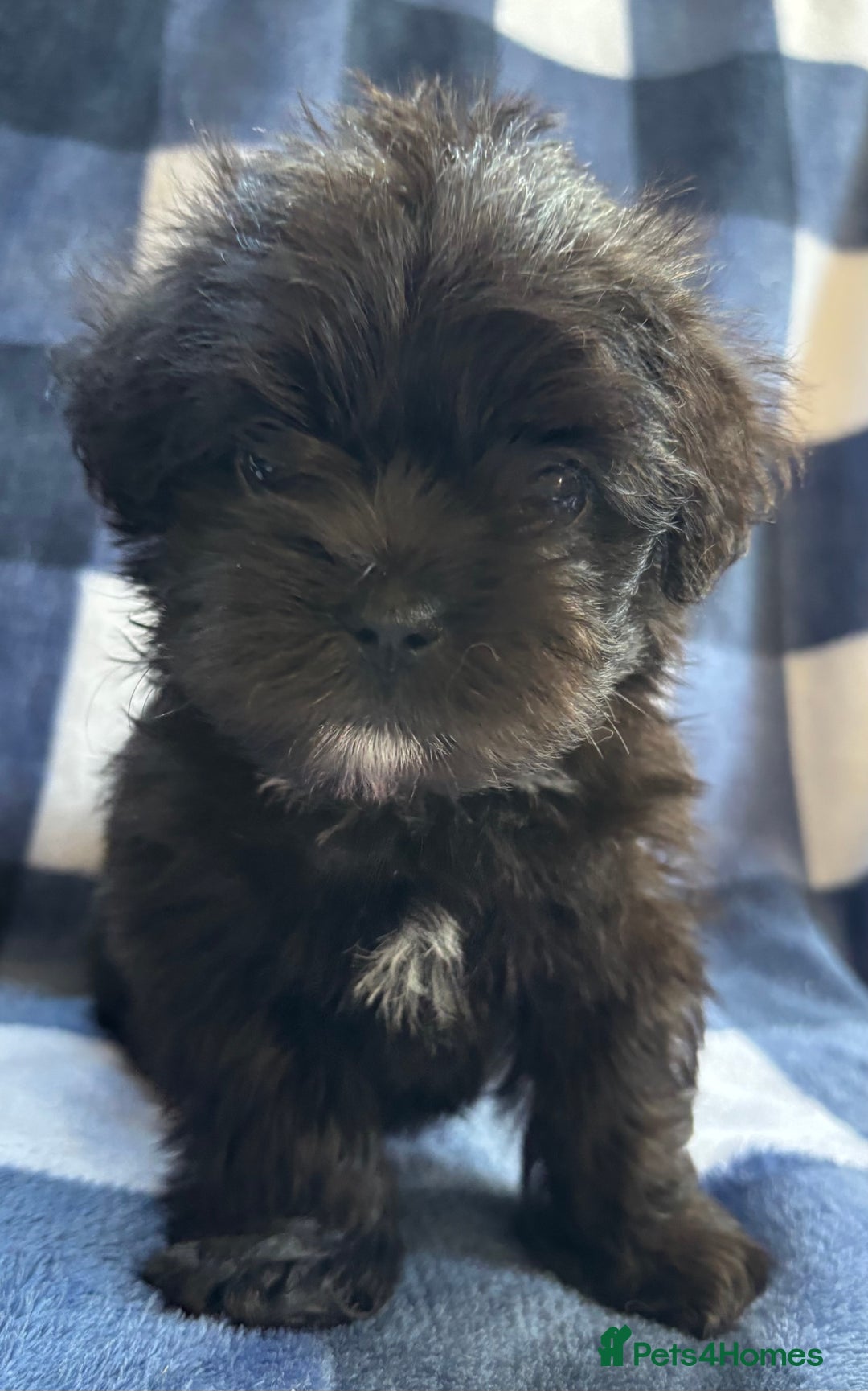 Maltipoo dogs for sale: Stunning Maltipoo Puppies ⭐️ DNA Tested ⭐️ - Image 16