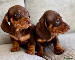 Miniature Dachshund dogs Three little miniature dachshund boys - Advert 4