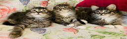 Maine Coon cats for sale: Three adorable Maine Coon Kittens For Sale  - Advert 22