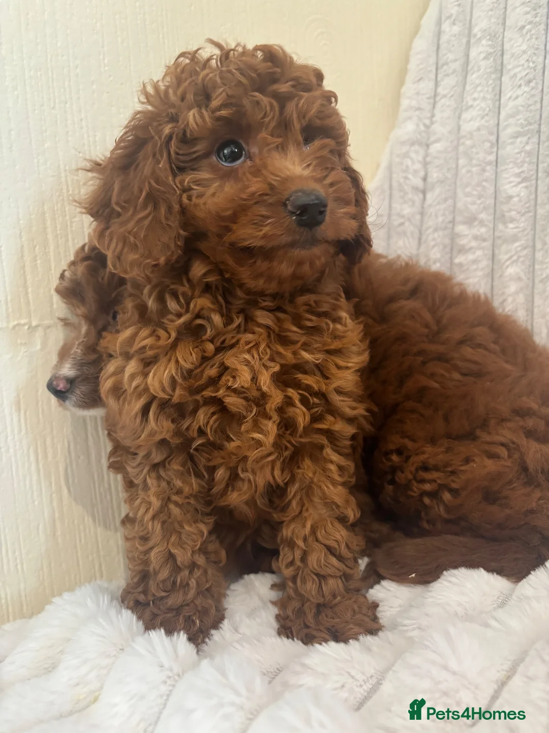 Cavapoo dogs for sale: Stunning health checked Cavapoo puppies  - Advert 2