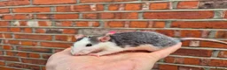 Rat rodents for sale: Various male and female rats  - Advert 10