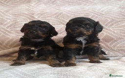 Toy Poodle dogs for sale: Phantom, black and tan and cream toy poodles  - Image 4
