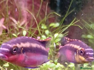 Cichlids fish - Advert 1
