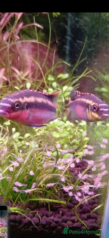 Cichlids fish - Advert 1