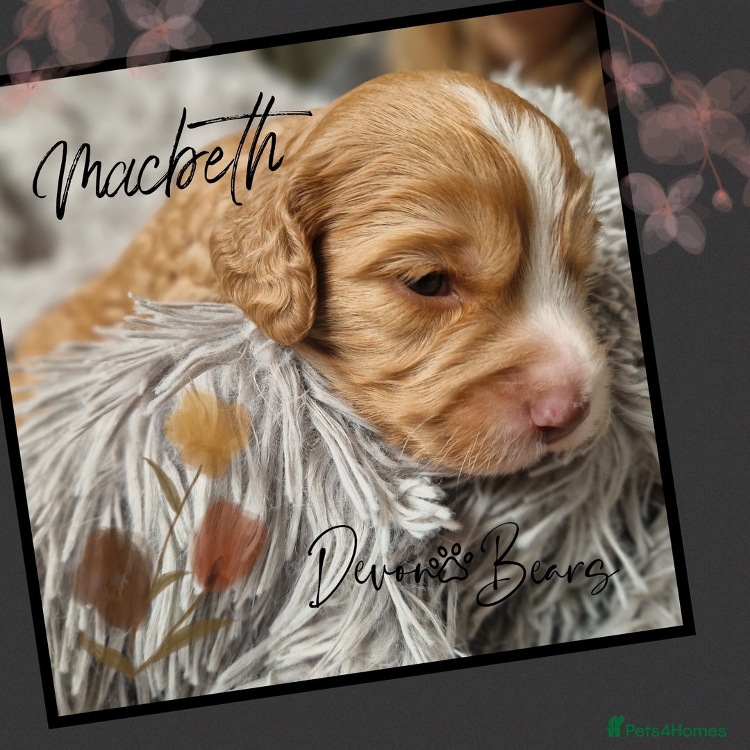 Cockapoo dogs for sale: 5*licenced, stunning F1 English Cockapoo puppies - Image 15