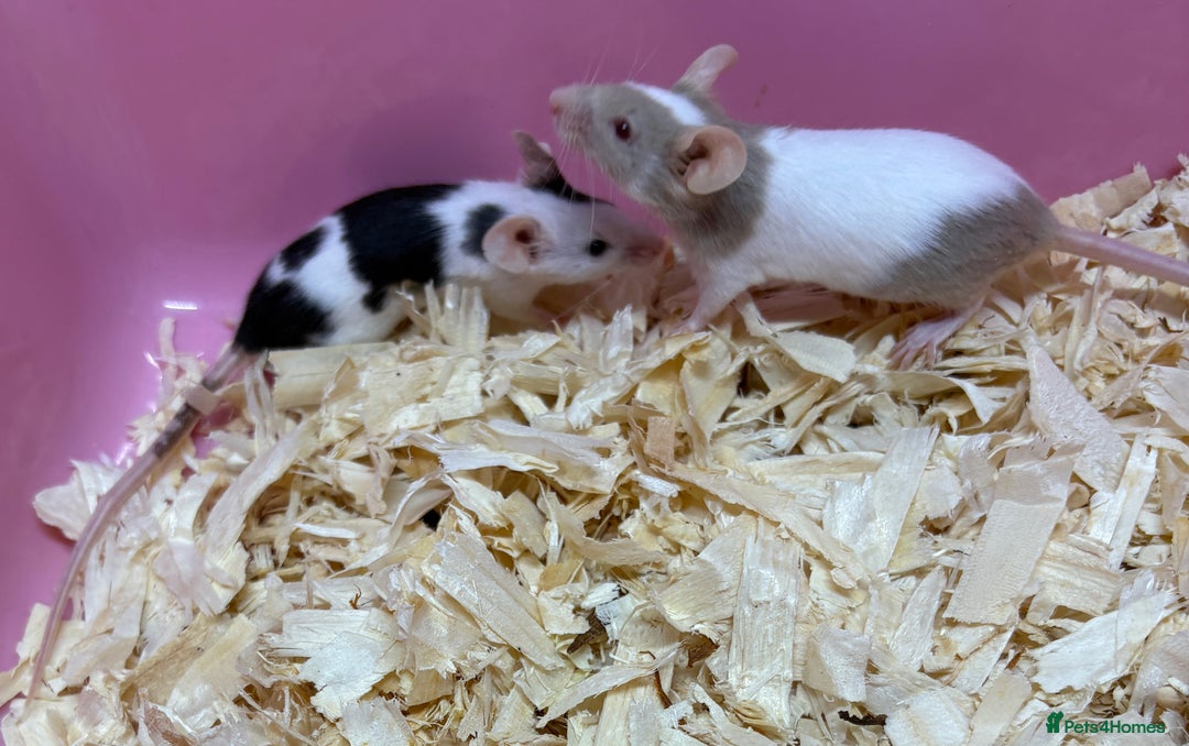 Mouse rodents for sale: Female baby mice ready now  - Image 11