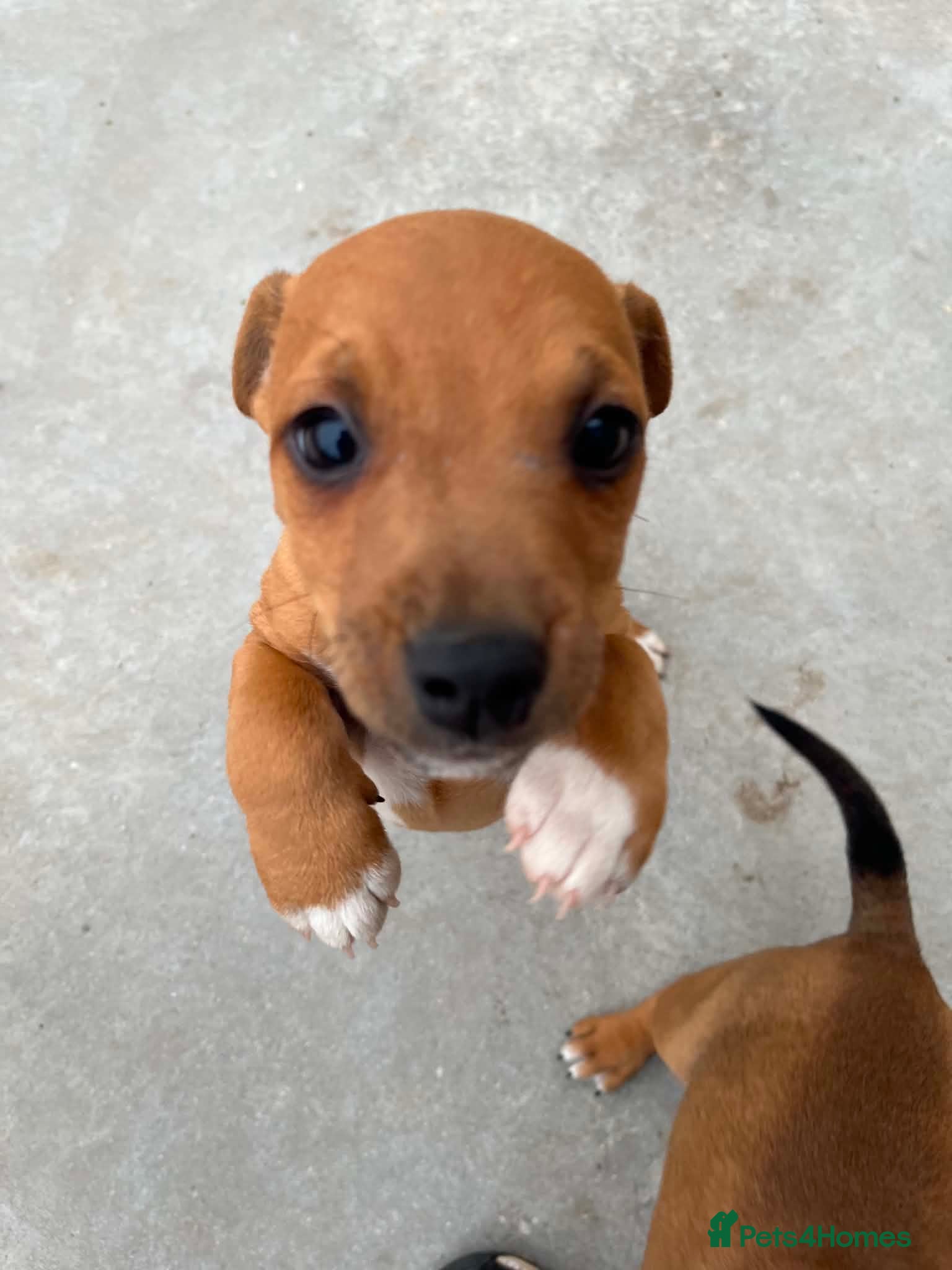 Mixed Breed dogs Jack Russell x Plummer puppies for sale - Advert 20