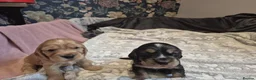 Cocker Spaniel dogs for sale: ​Gorgeous Cocker Spaniel Puppies Sna health tested - Advert 28