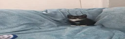 Mixed Breed cats for sale: Beautiful Kittens VIDEOS - Advert 23
