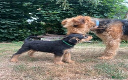 Airedale Terrier dogs for sale: Well bred, balanced litter. Quick learners. - Image 9