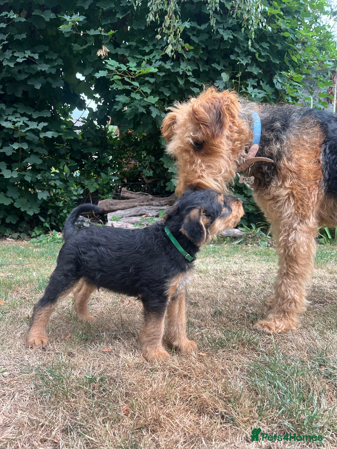 Airedale Terrier dogs for sale: Well bred, balanced litter. Quick learners. - Image 9