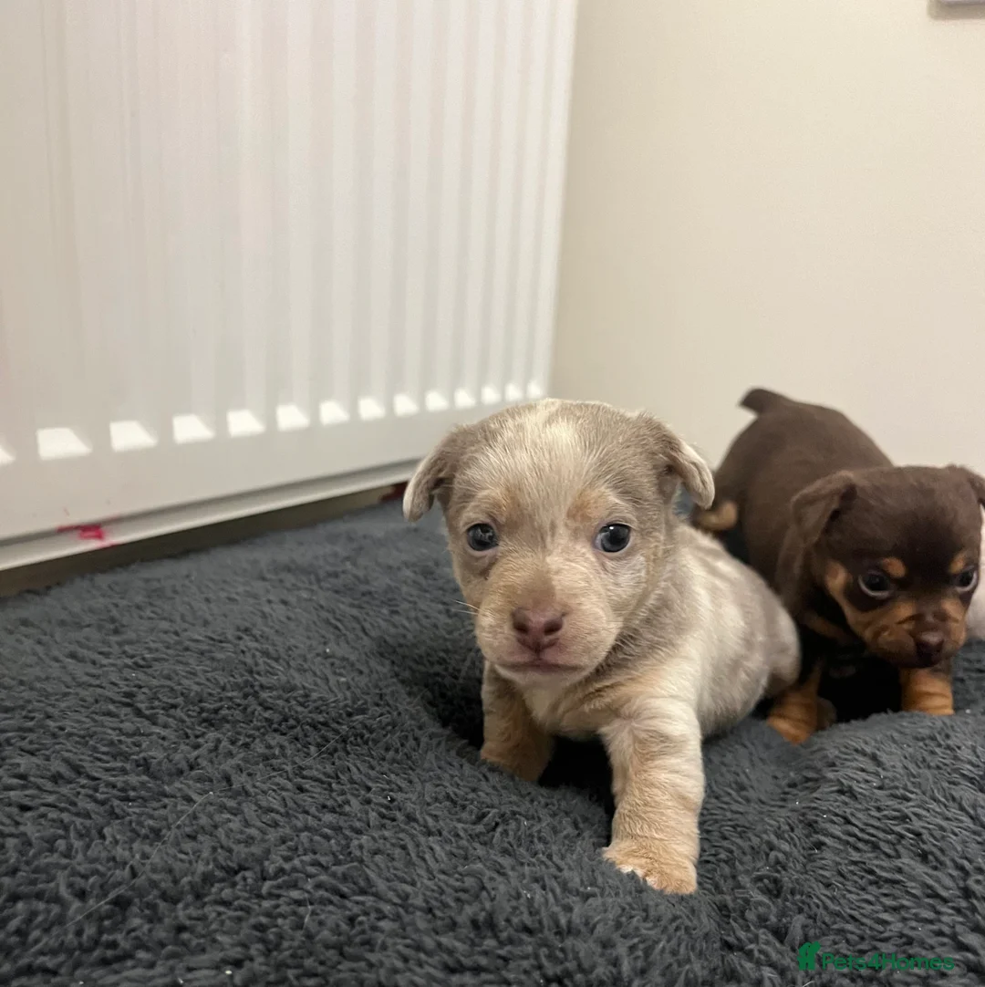 Jack Russell dogs for sale: Stunning Lilac Merle/chocolate jack Russel puppies - Advert 7