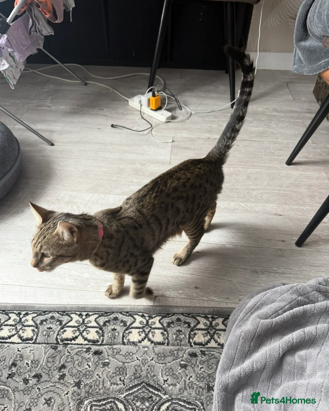 Mixed Breed cats for sale: Tabby bengal girl  - Advert 2