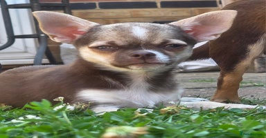Chihuahua dogs in Basildon - Advert 6
