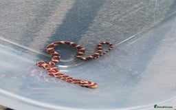 Corn Snake reptiles for sale: Corn snake  - Image 3