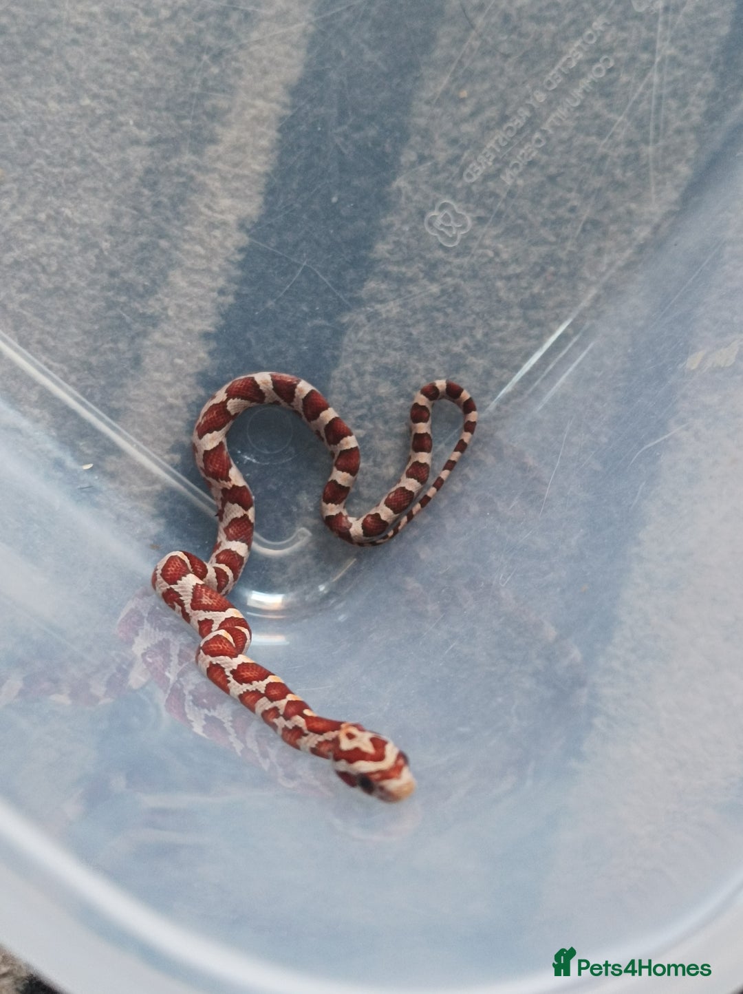Corn Snake reptiles for sale: Corn snake  - Image 3