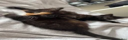 Mixed Breed cats for sale: Mixed breed female black fluffy kitten  - Advert 2