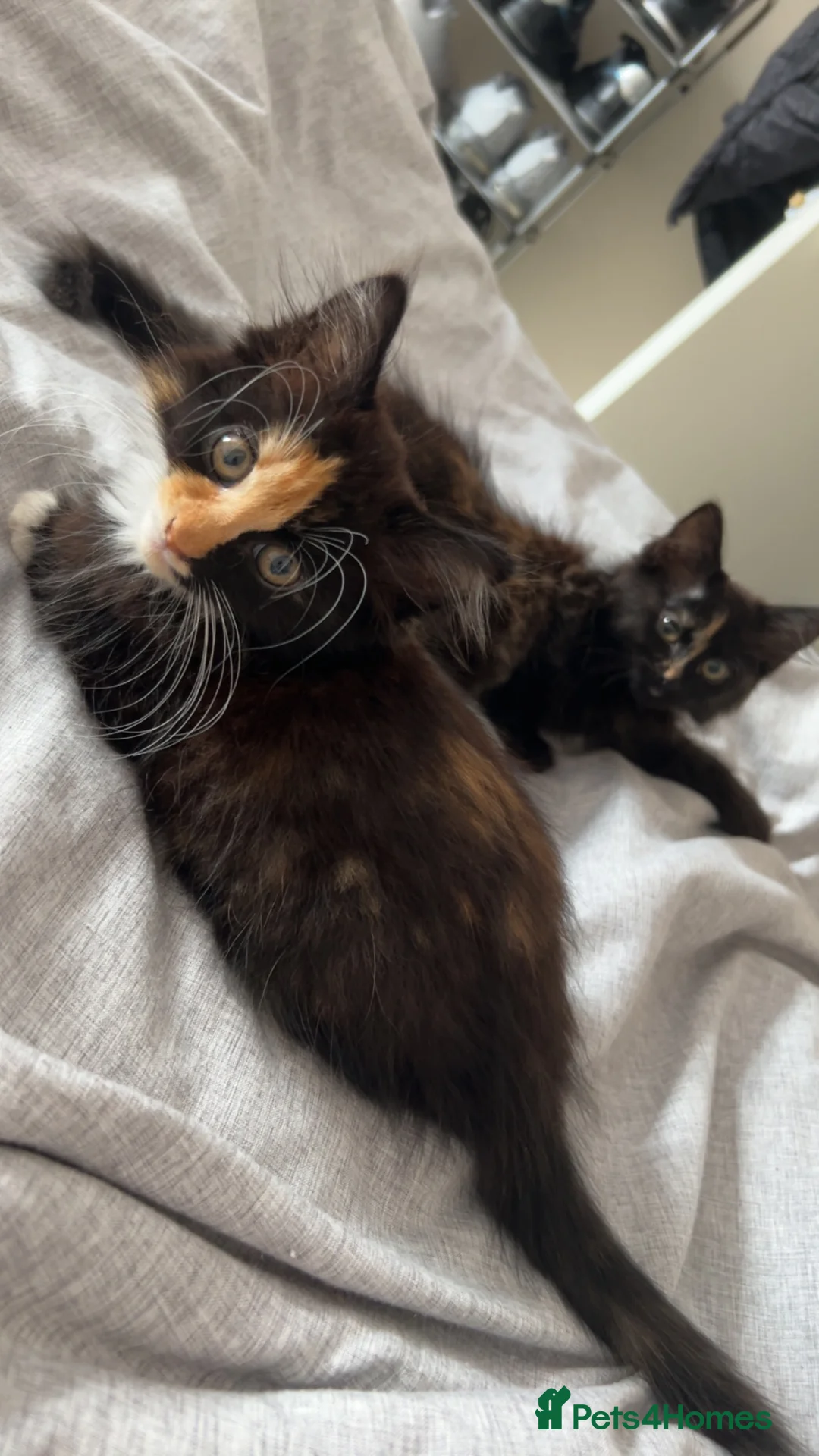 Mixed Breed cats for sale: Mixed breed female black fluffy kitten  - Advert 2