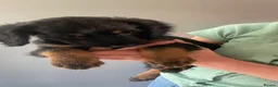 Mixed Breed dogs for sale: Portuguese sheepdog cross puppies - Advert 4