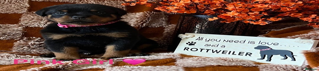 Rottweiler Puppy 4
