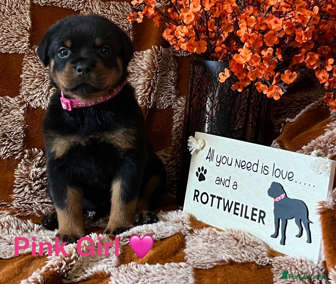 Rottweiler dogs for sale: The best of the best Rottweilers  - Image 25