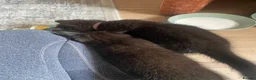 British Shorthair cats for sale: 4 beautiful fluffy kittens - Advert 6