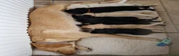 Labrador Retriever dogs for sale: Gorgeous black labrador boys. in Burton-on-Trent - Advert 6