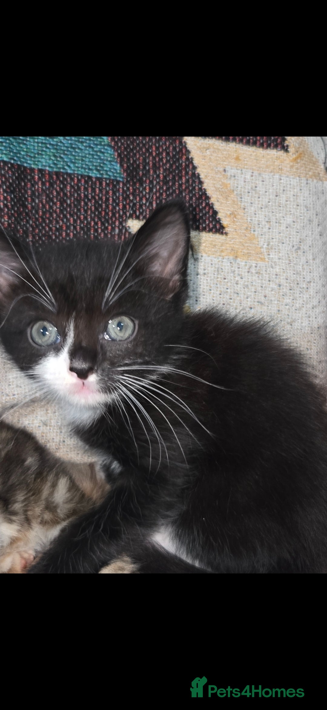 Mixed Breed cats for sale: Kittens  - Advert 25