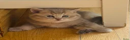 British Shorthair cats for sale: GCCF/TICA British Shorthair Champion line Kittens - Advert 12