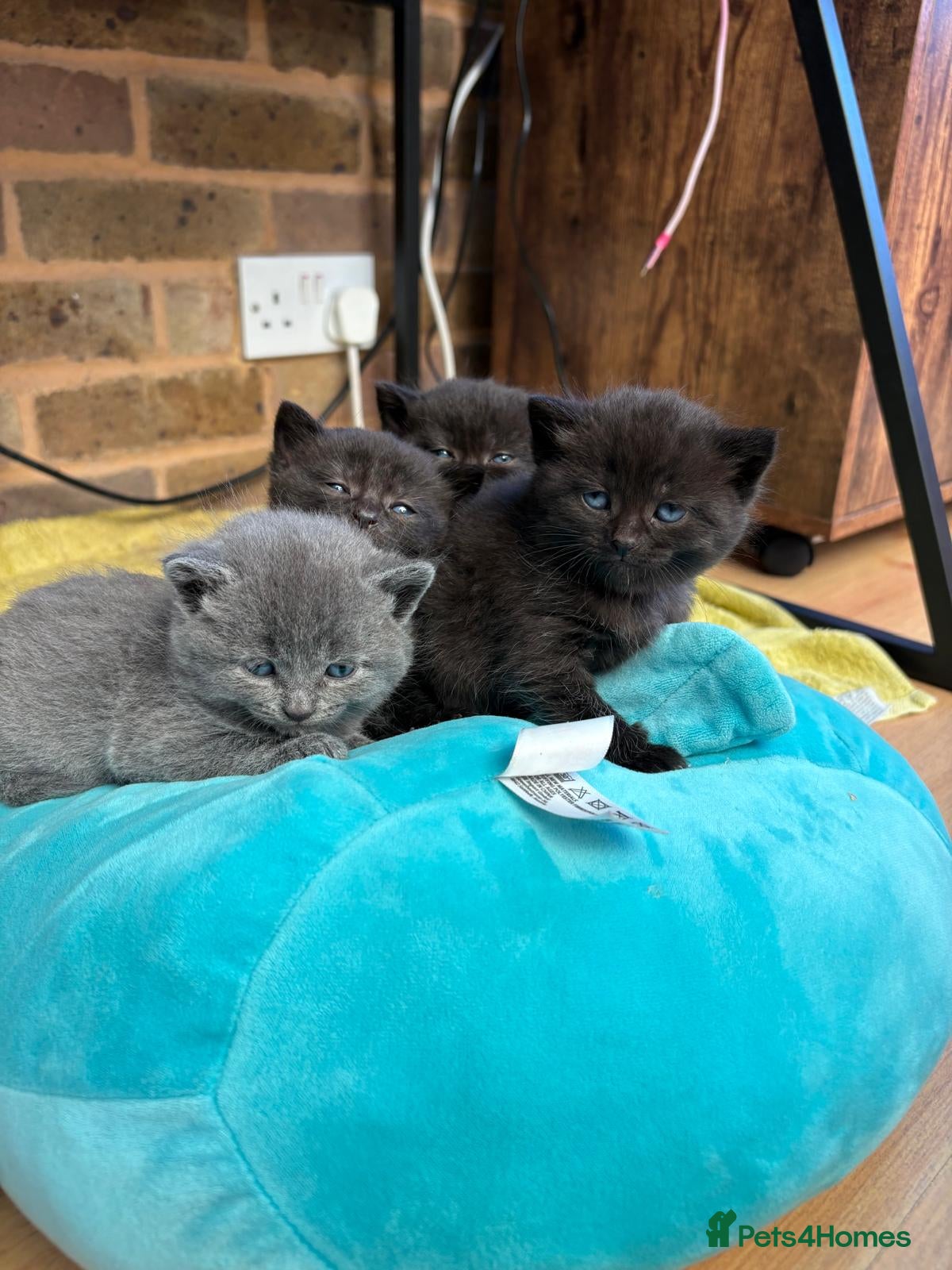 Mixed Breed cats 4 Girls for sale  - Advert 2