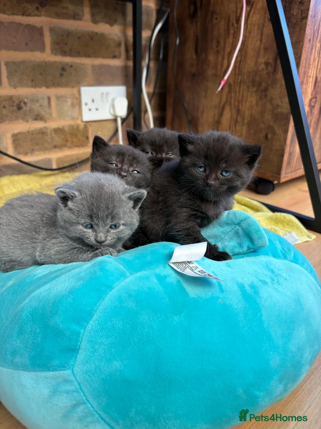 Mixed Breed cats for sale: 4 Girls for sale  - Advert 1