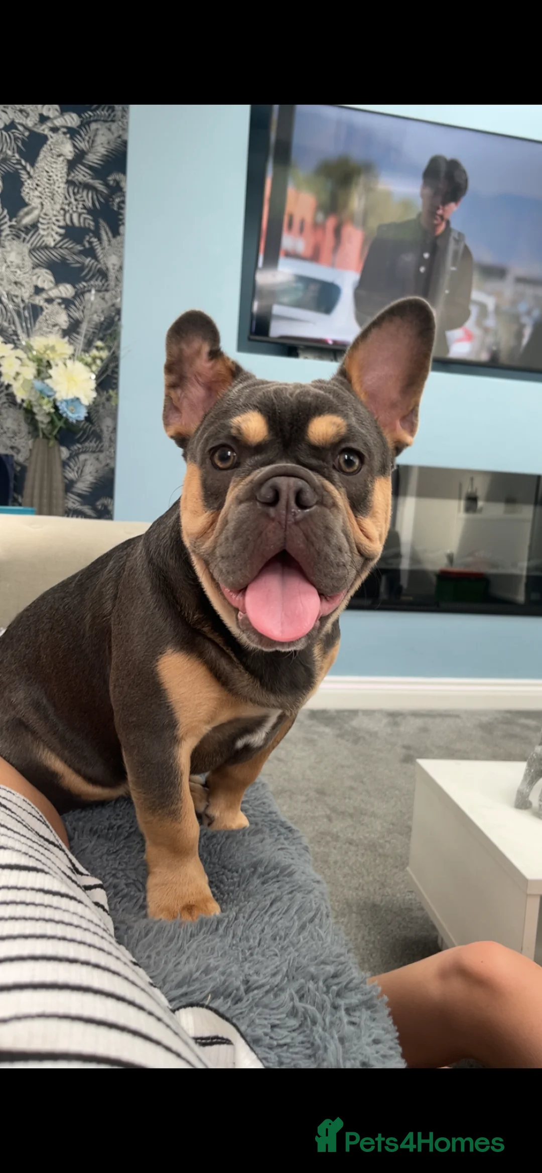 Mixed Breed dogs for sale: Beautiful 15 month old French x English bulldog  - Advert 1